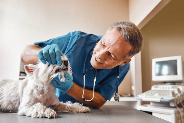 Best Tooth Infection Emergency Dentist  in Merrick, NY